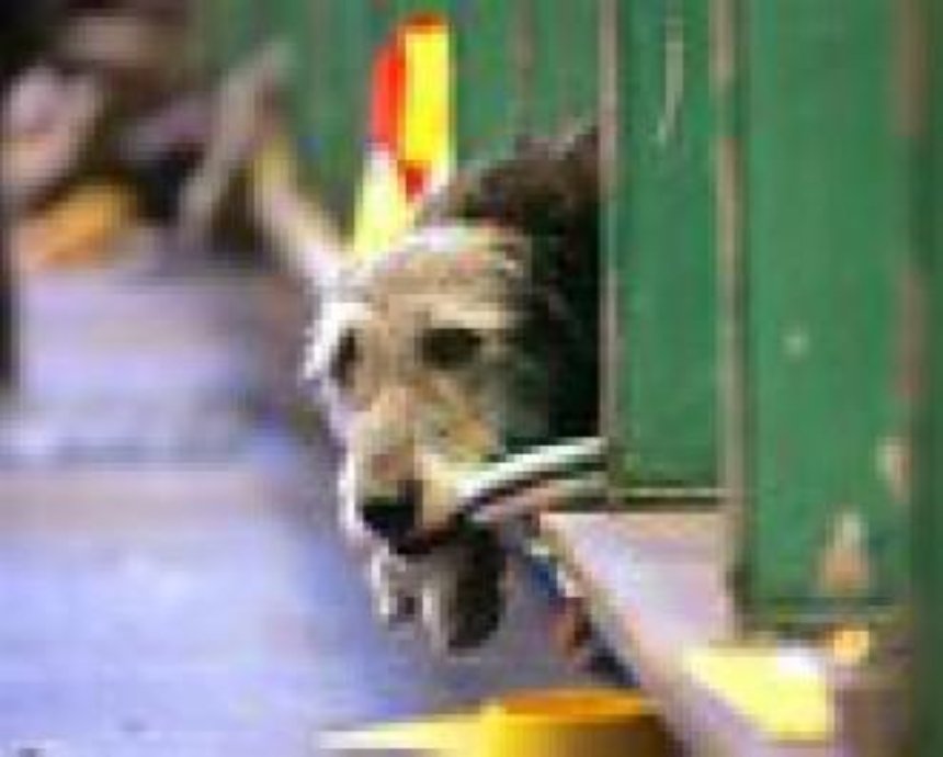 В этом году в Киеве стерилизовали 6 тыс. бездомных животных