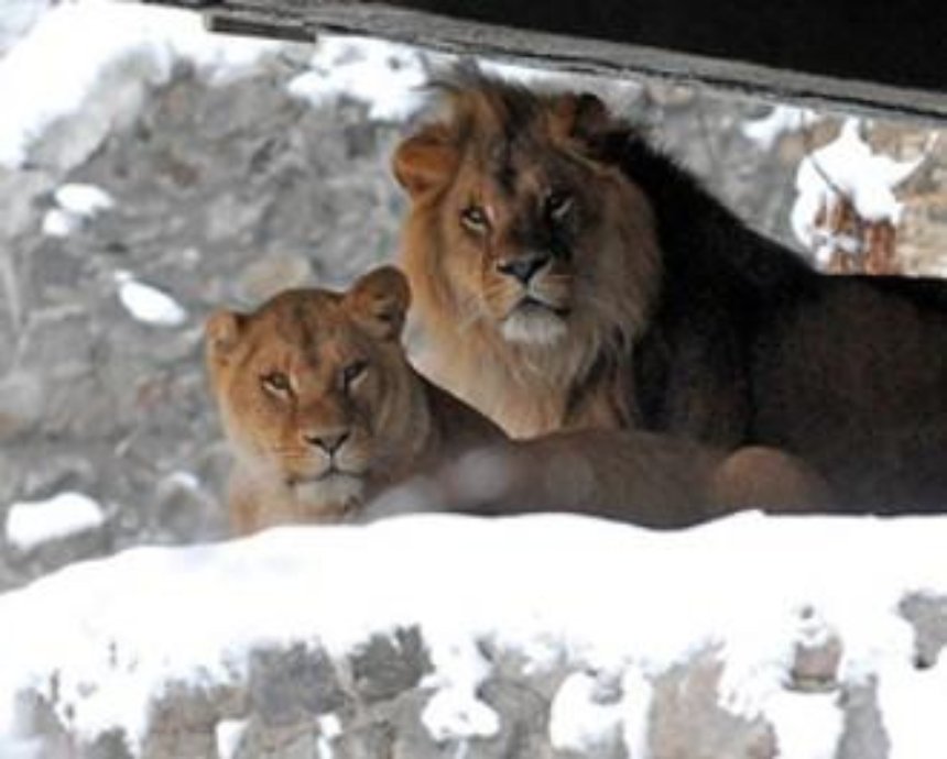 Киевский зоопарк переходит на зимний режим работы