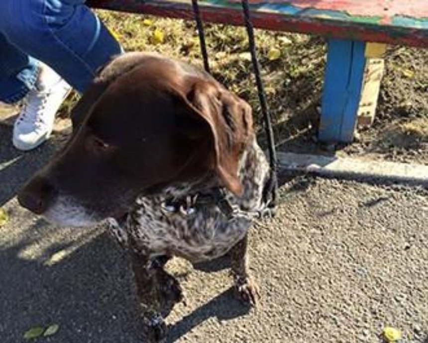 В Киеве ищут хозяев грустной собаки-потеряшки (фото)