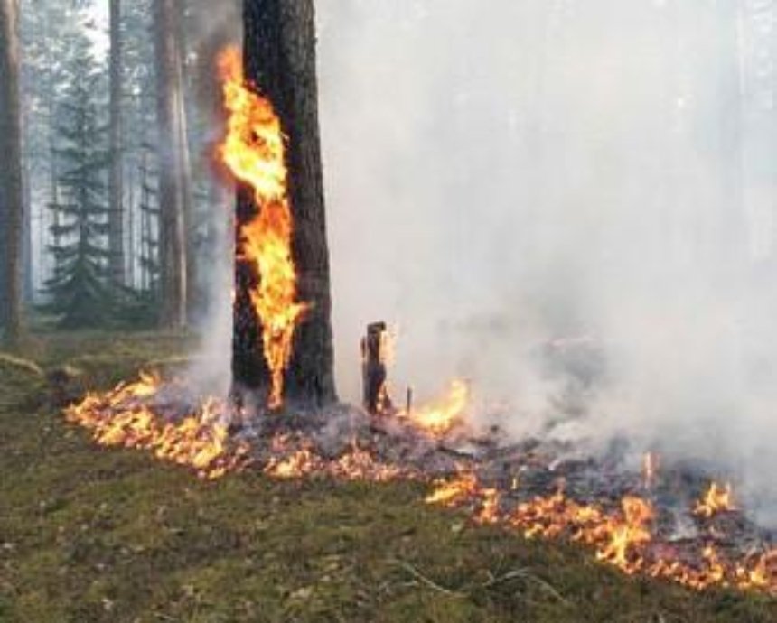 Ночью лес в Киеве трижды поджигали
