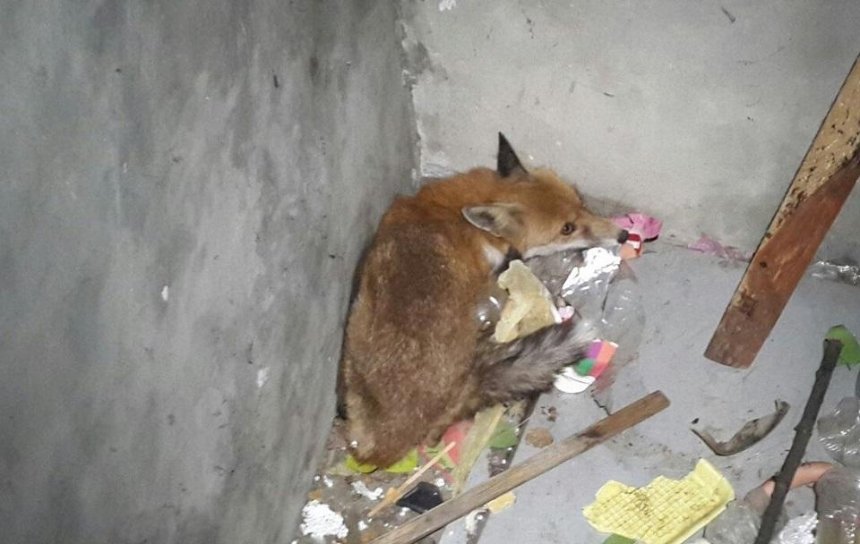 В подвале киевского дома обнаружили лису