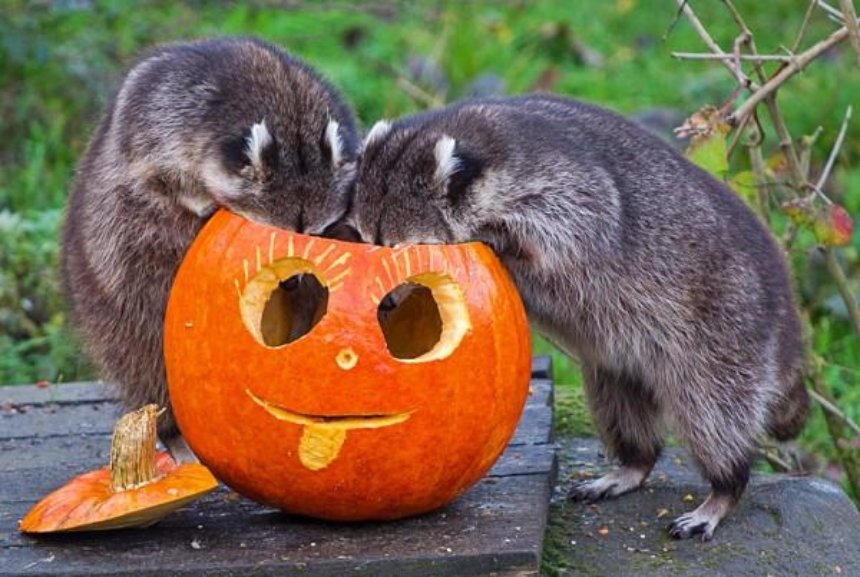 "Экзорцизм по-межигорски": зоопарк собирает хэллоуинские тыквы на корм животным