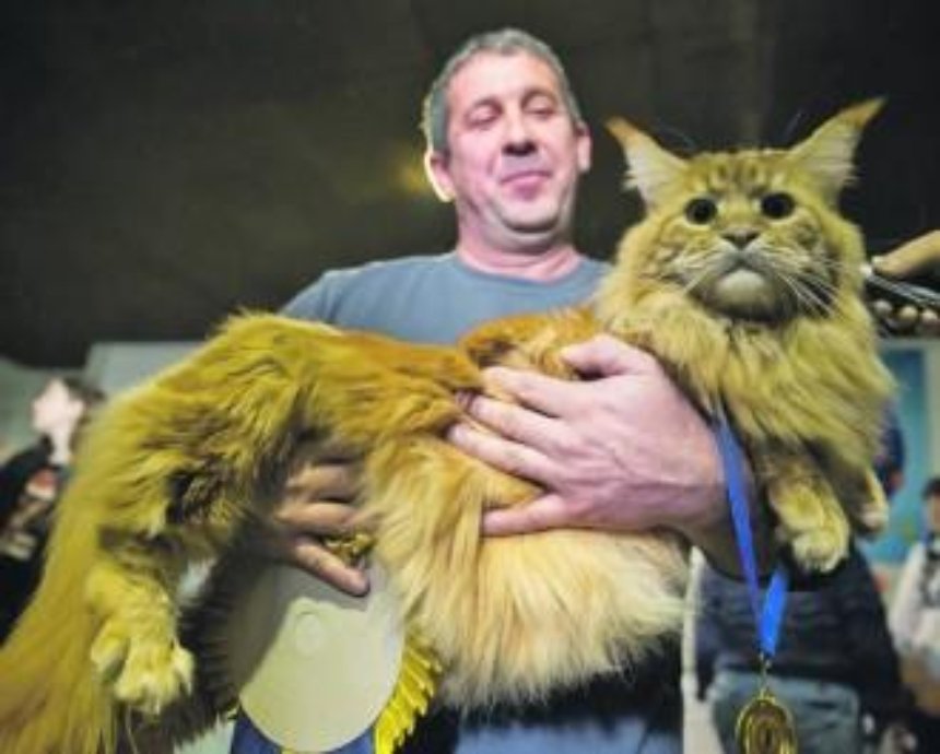 На выходных выбрали самого гигантского кота Украины (фото)