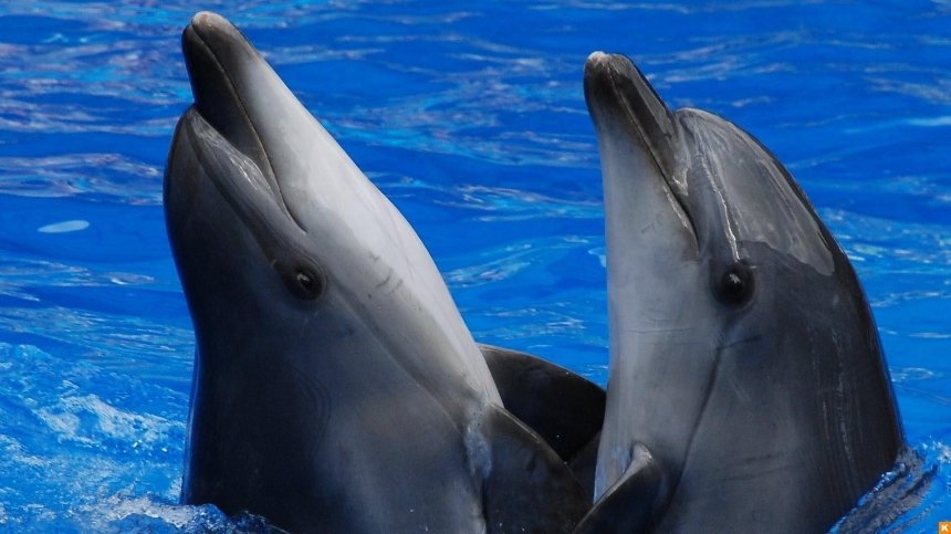 В Киеве закрылся скандальный дельфинарий 