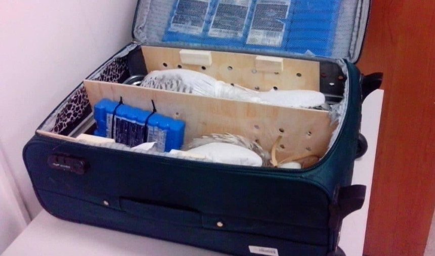 Живий товар: в "Борисполі" у пасажира вилучили валізу з соколами (фото)