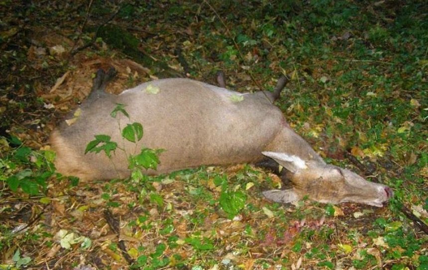 Под Сумами браконьеры убили двух благородных оленей (фото)