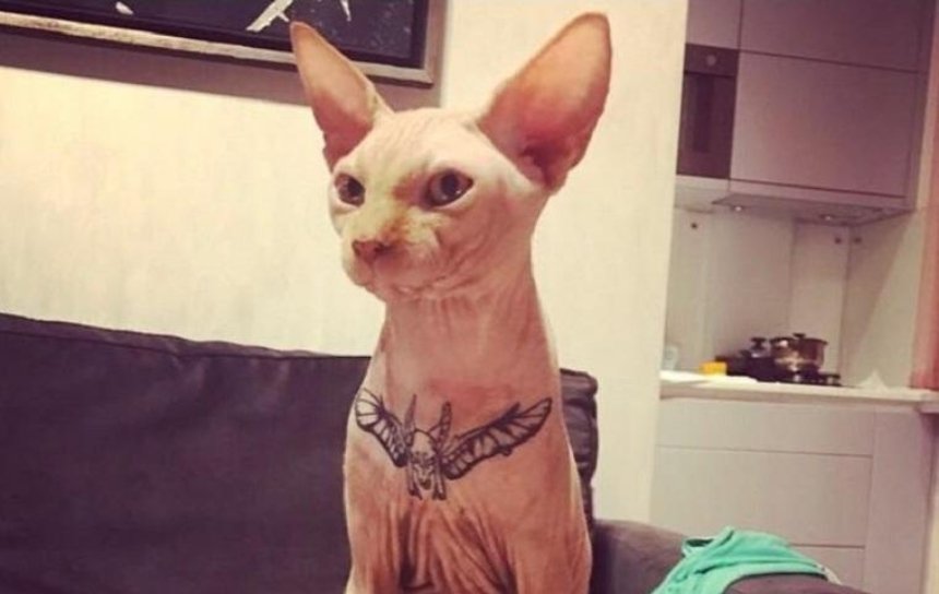 В Чернигове хозяин сделал коту татуировку (фото)