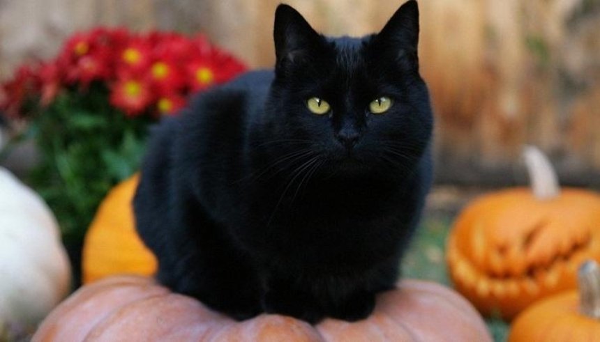 Волонтеров просят спасти черных котов и собак от сатанистов
