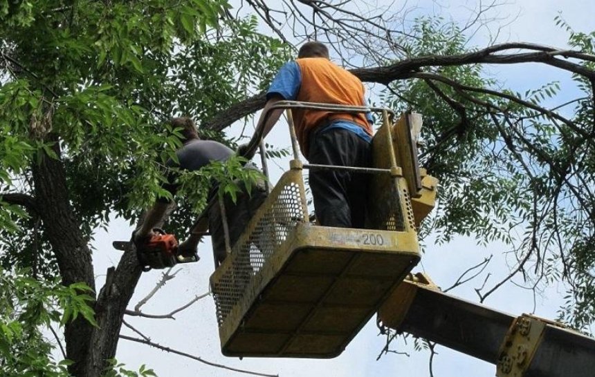 В столице предлагают запретить санитарную обрезку деревьев