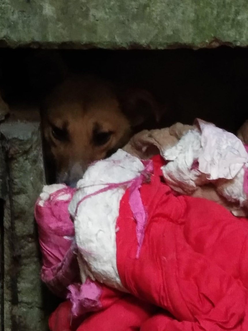 Киевские волонтеры спасли собаку, которая почти полгода просидела в колодце закрытого завода