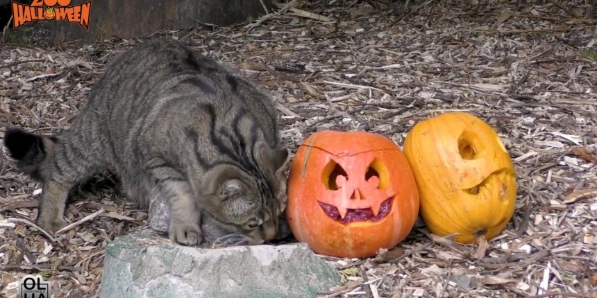 Животных Киевского зоопарка будут кормить хэллоуинскими тыквами