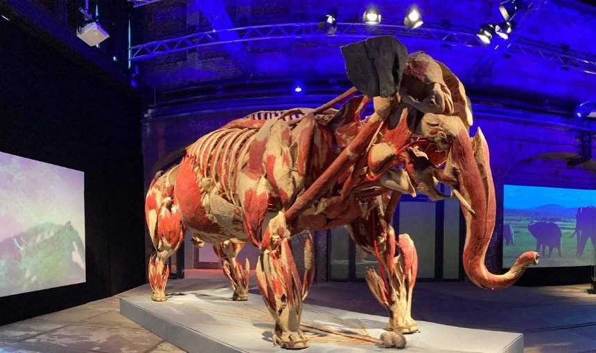 «Всесвіт тіла: Всередині тварин»: в столице покажут настоящие тела животных-гигантов