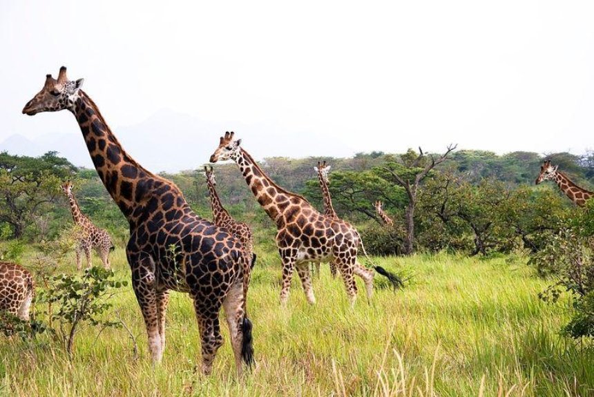 В зоопарке Франции впервые за 30 лет родился жирафенок породы «Ротшильда»