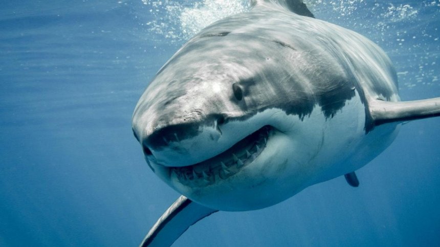 В Египте на семью украинских туристов напала акула