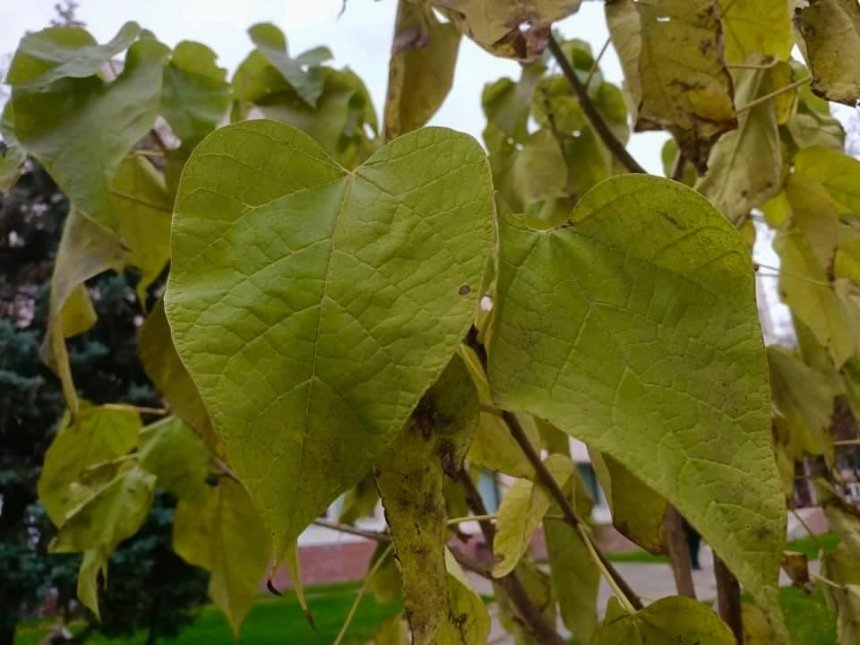 В Соломенском районе будут расти «макаронные» деревья