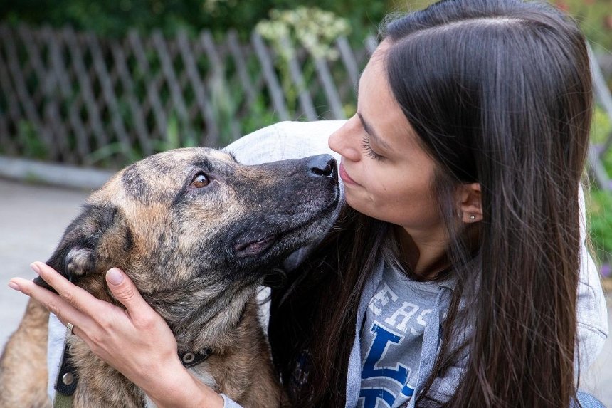 Украинский реалити-сериал о жизни собак после приюта получил награду «За благотворительность»