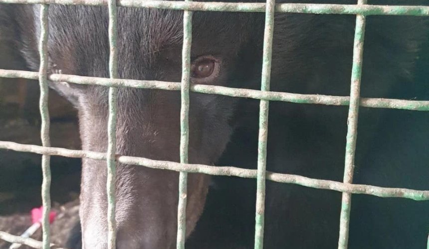 З-під Лиману врятували контуженого ведмедя у приватному зоопарку