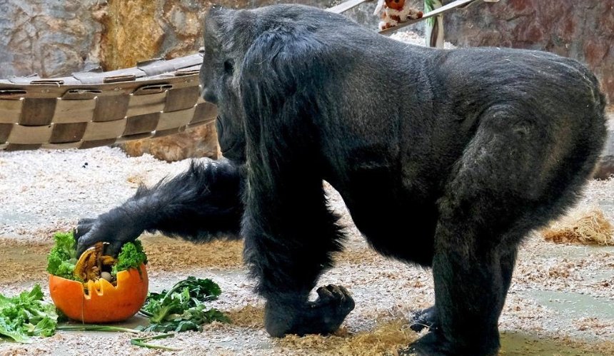 На вихідних у КиївЗоо відбудуться показові годування горили Тоні: фото