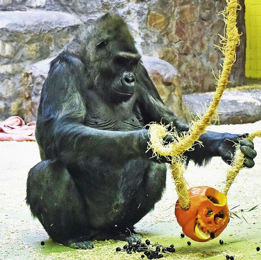 Гарбузові вікенди в КиївЗоо: 7 та 8 жовтня 2023 у Київському зоопарку гарбузами частуватимуть горилу Тоні