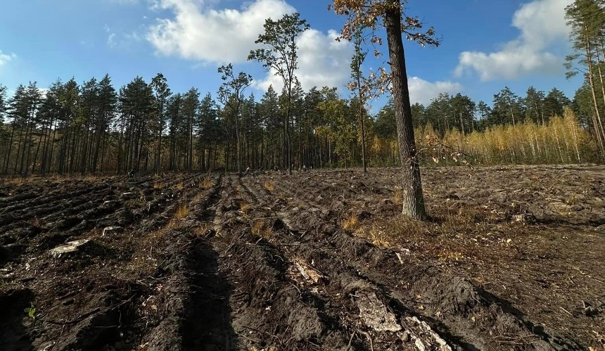 Біля Гостомельського аеропорту почали висаджувати новий ліс