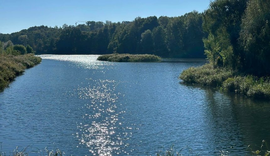 Забруднення Совських ставків у Києві: які результати аналізу води