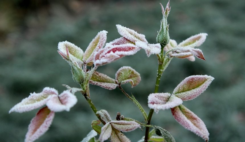 Сильні заморозки у Києві та області: температура впаде до -5°C