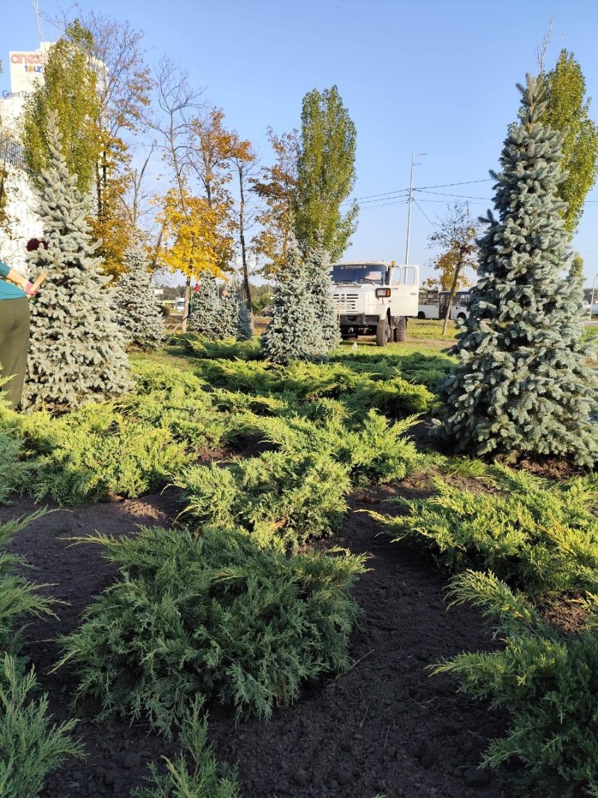 У сквері на просп. Миколи Бажана у Києві висадили ялівці