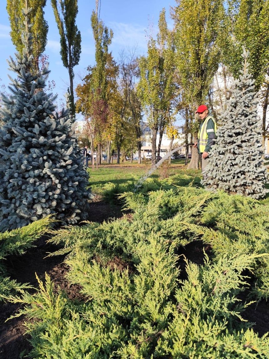 У сквері на просп. Миколи Бажана у Києві висадили ялівці