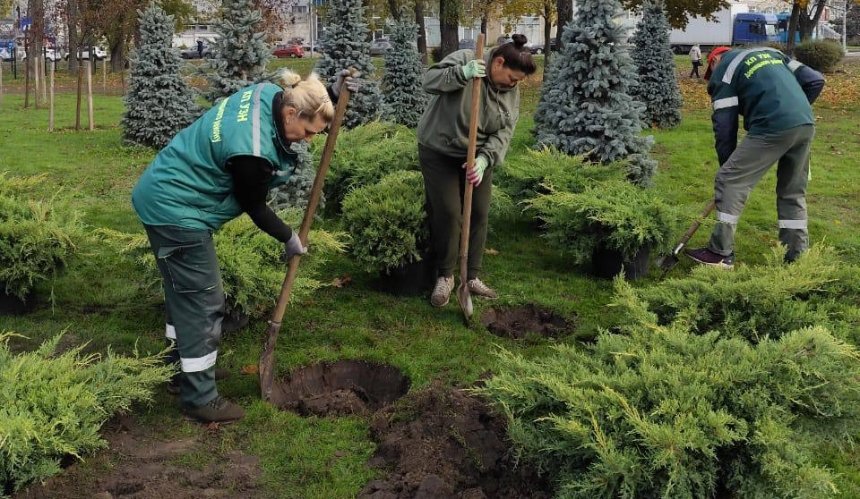 У Дарницькому районі висадили ялівці