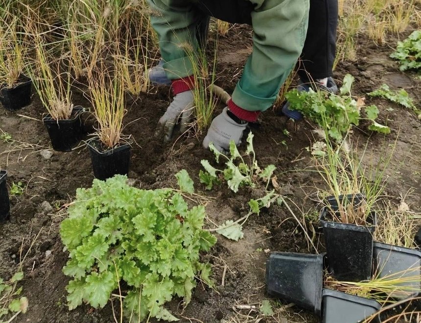Парки Дніпровського району прикрасили 13,5 тисяч багаторічних квітів