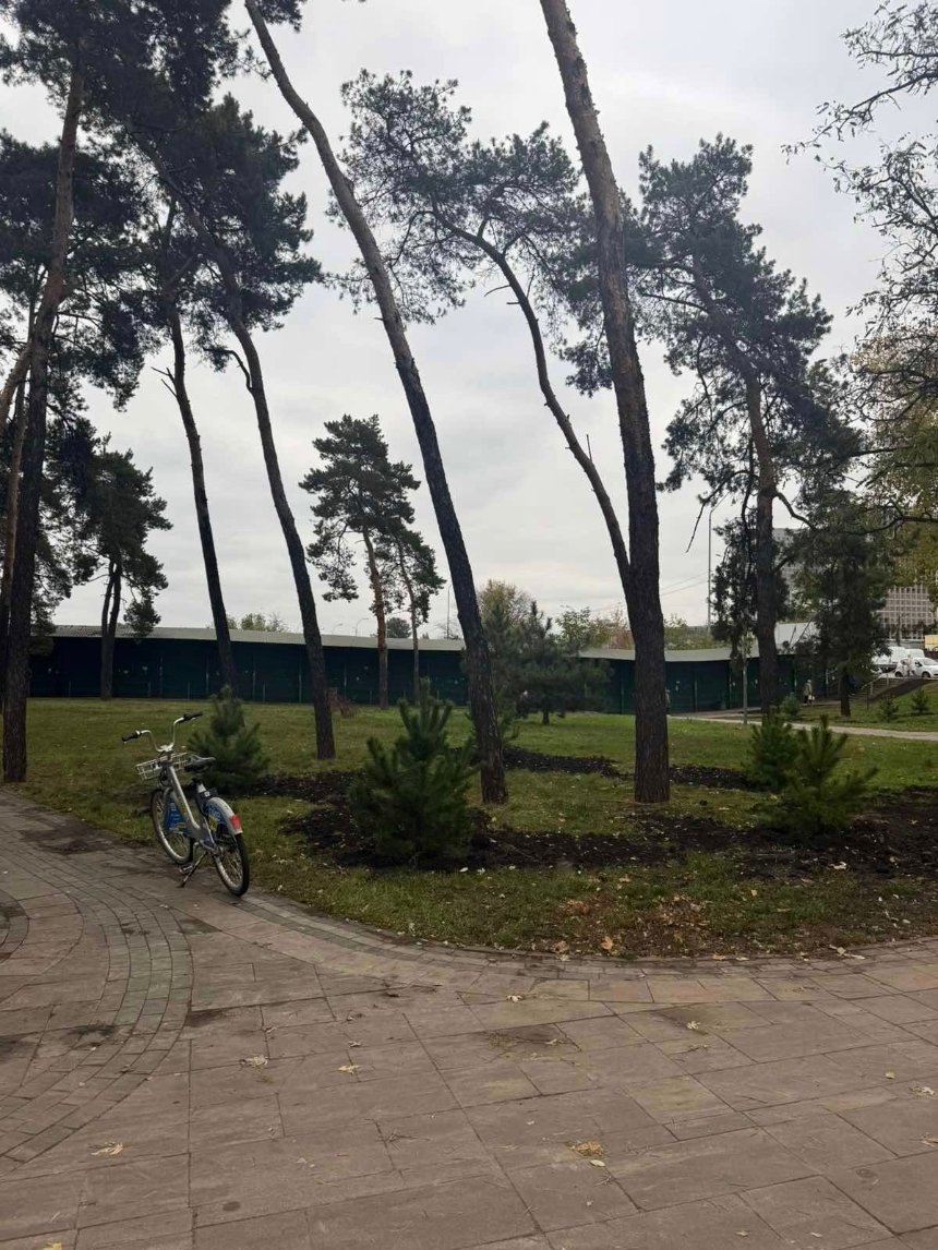 Парки Деснянського району прикрасили 60 новими соснами