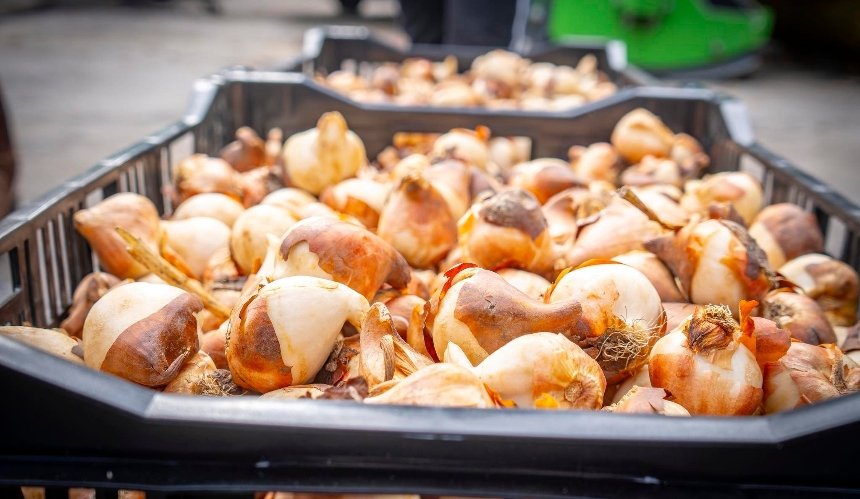 Буча отримала 100 тисяч тюльпанів від Нідерландів: де їх висадять