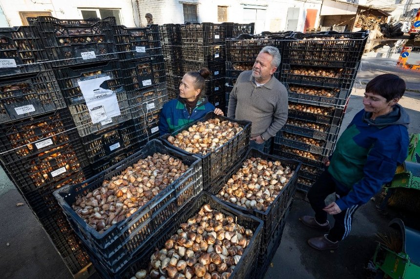 Буча отримала 100 тисяч тюльпанів від Нідерландів Буча отримала 100 тисяч тюльпанів від Нідерландів