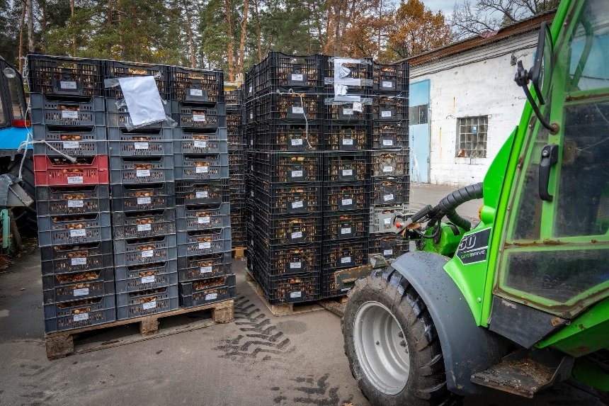 Буча отримала 100 тисяч тюльпанів від Нідерландів Буча отримала 100 тисяч тюльпанів від Нідерландів