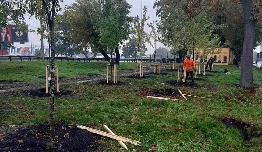 Осіннє озеленення Києва: у Голосіївському районі висадили 170 нових дерев
