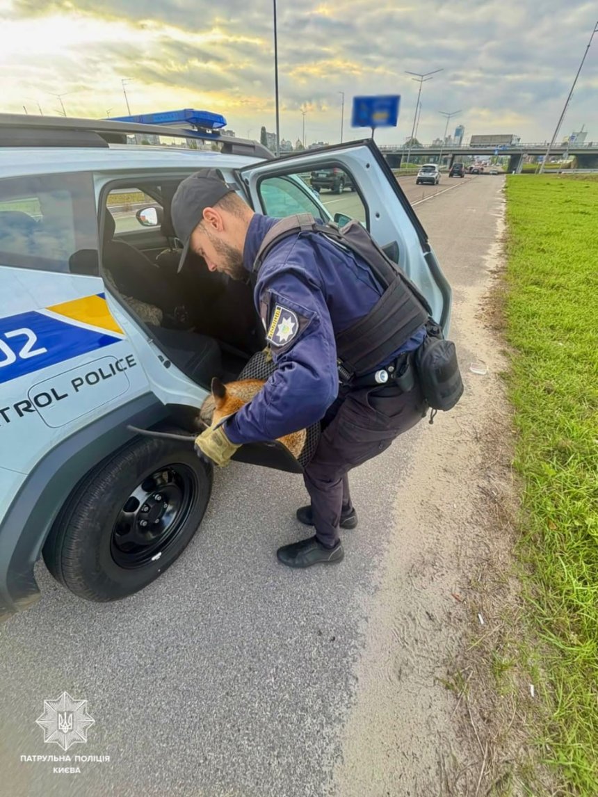 Київські патрульні врятували травмовану лисицю в Оболонському районі