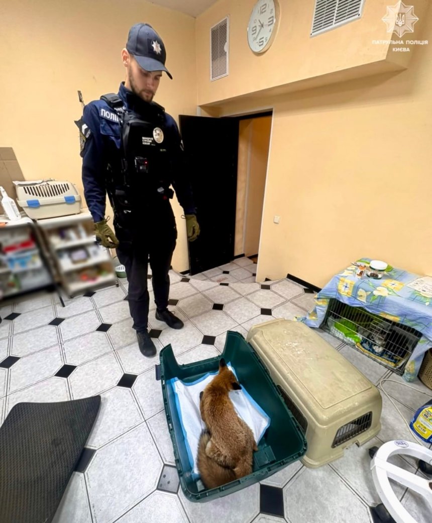 Київські патрульні врятували травмовану лисицю в Оболонському районі