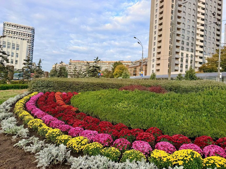 У парках і скверах Голосієва висадили сотні хризантем