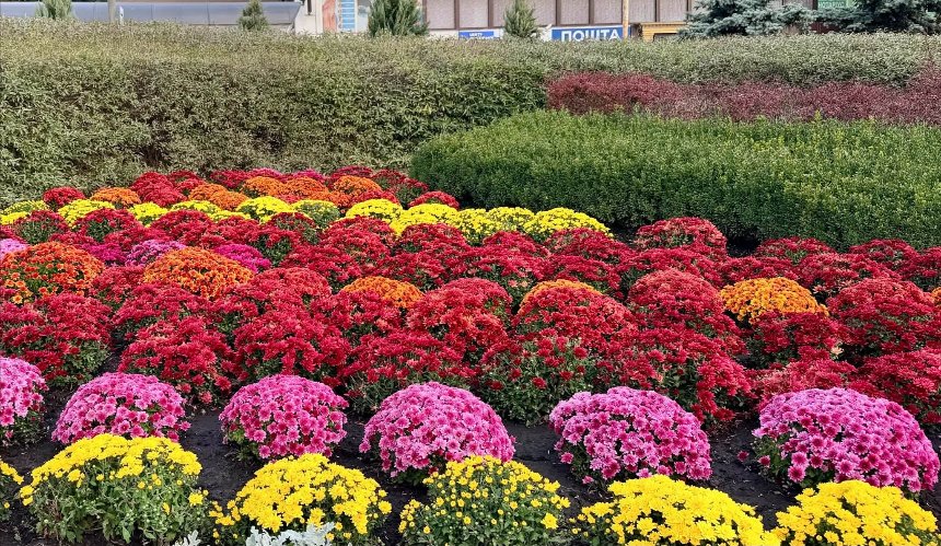 У парках і скверах Голосієва висадили сотні хризантем: фото