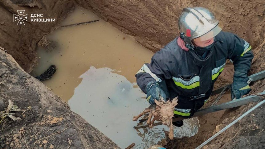 На Київщині рятувальники витягли собаку з 4-метрової ями