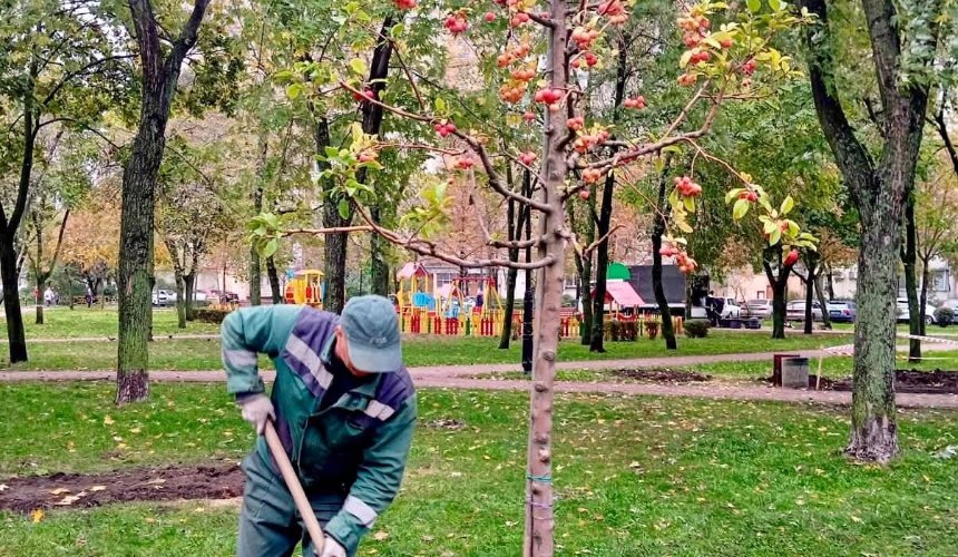 У сквері на Оболонській площі висадили декоративні яблуні та понад 200 нових кущів: фото