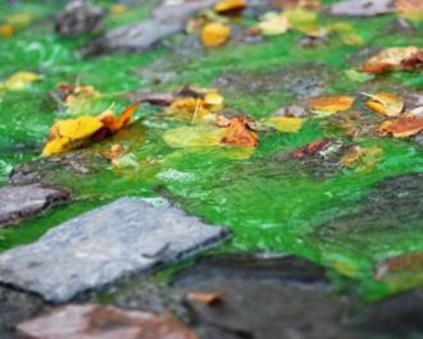 Серые камни в зеленой воде: ручей экзотического цвета на Андреевском спуске