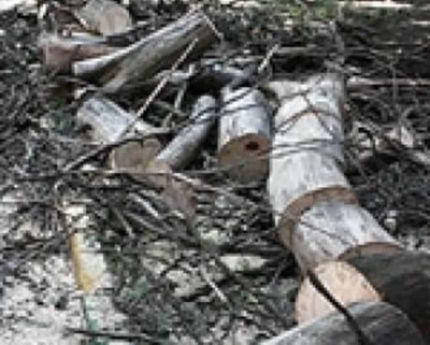 В Ирпене вырубают уникальные деревья