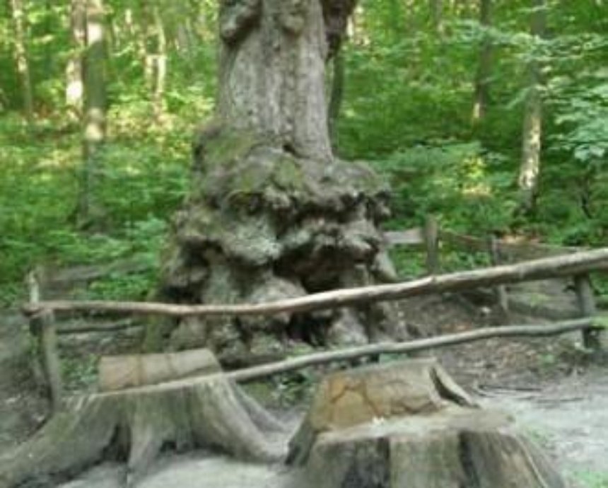 Киев объявит заповедными 25 деревьев