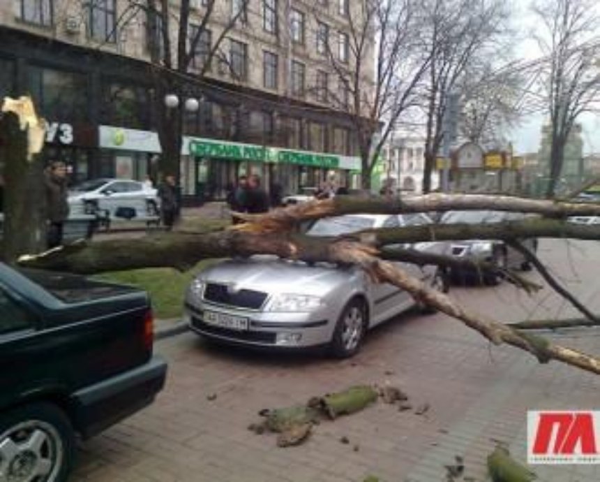 На Крещатике дерево рухнуло на автомобиль (ФОТО)