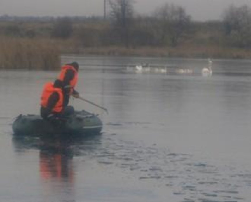 Спасатели вызволили лебедей из ледяной западни (фото)