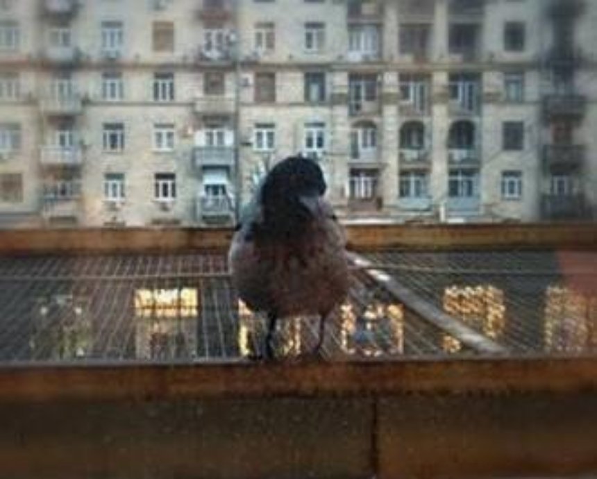 Дерзкая ворона выпрашивает печенье у депутатов Киеврады (фото)