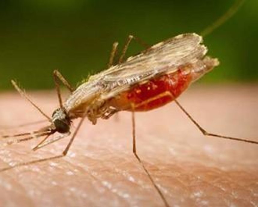 В Киеве зафиксировали смерть от малярии