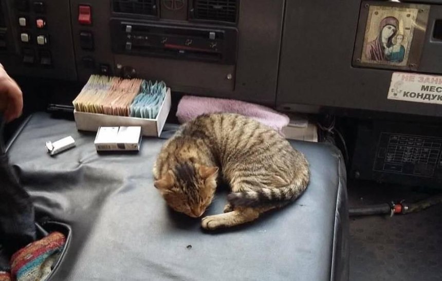 Кошка по имени "Никак": в киевской маршрутке появился необычный кондуктор