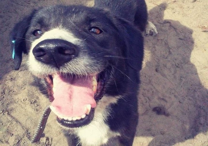 Мухе нужен дом: волонтеры ищут хозяина для очень дружелюбной собаки